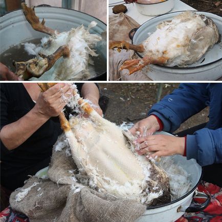 Cum să crească gâște Cum să crească gâște