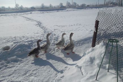 Cum să crească gâște