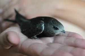 De ce înghiți când în casă De ce înghiți când în casă