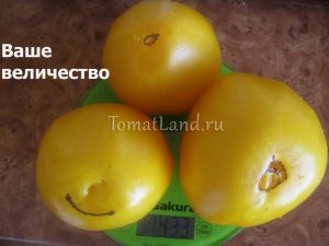 Grad de tomate galben Grad de tomate galben