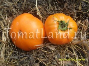 Grad de tomate galben Grad de tomate galben