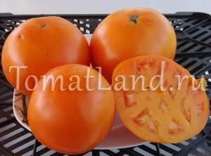 Grad de tomate galben