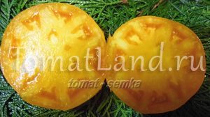 Grad de tomate galben Grad de tomate galben