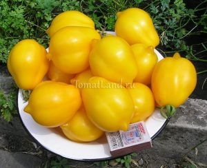 Grad de tomate galben