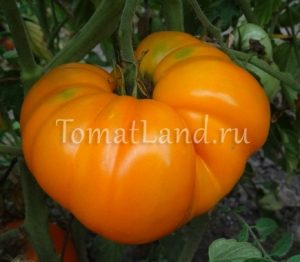 Grad de tomate galben Grad de tomate galben