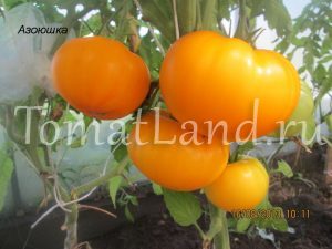 Grad de tomate galben