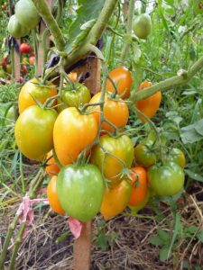 Grad de tomate galben Grad de tomate galben
