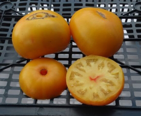Grad de tomate galben Grad de tomate galben