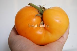 Grad de tomate galben