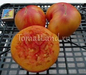 Grad de tomate galben