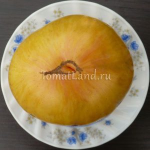 Grad de tomate galben Grad de tomate galben