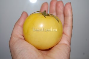 Grad de tomate galben