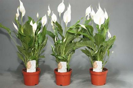 Cum să aibă grijă Spathiphyllum