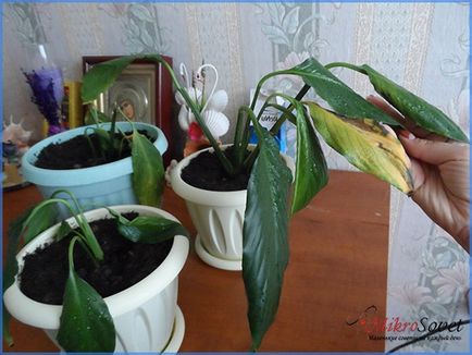 Cum să aibă grijă Spathiphyllum