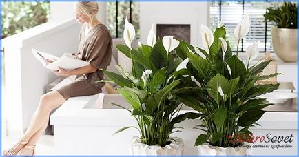 Cum să aibă grijă Spathiphyllum Cum să aibă grijă Spathiphyllum