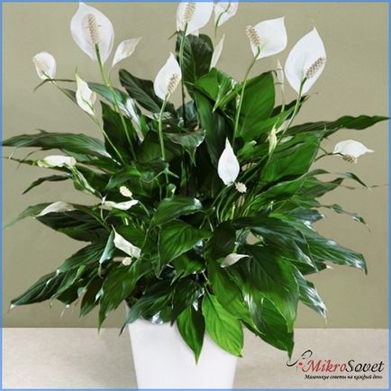 Cum să aibă grijă Spathiphyllum Cum să aibă grijă Spathiphyllum