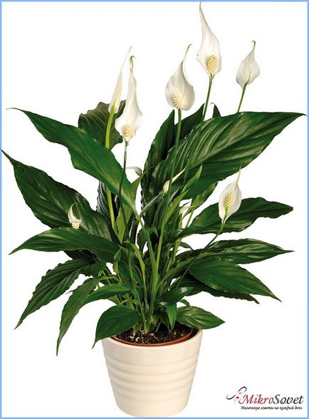 Cum să aibă grijă Spathiphyllum