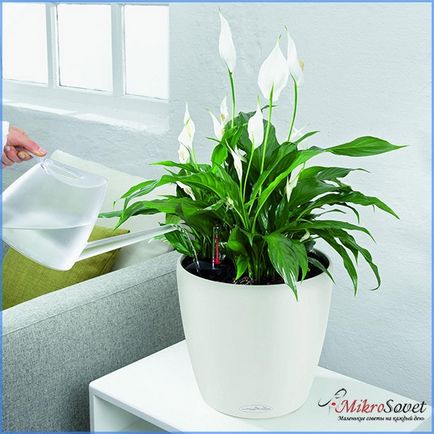 Cum să aibă grijă Spathiphyllum Cum să aibă grijă Spathiphyllum