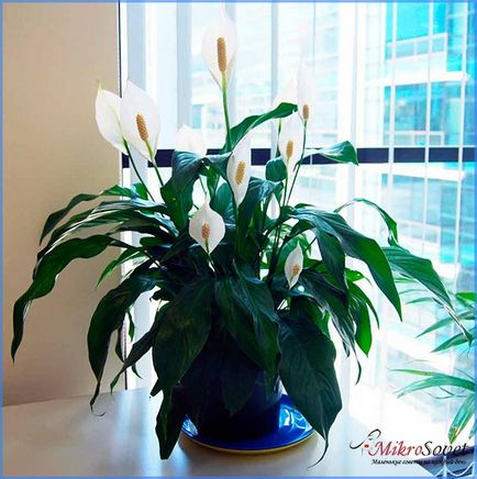 Cum să aibă grijă Spathiphyllum