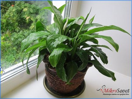 Cum să aibă grijă Spathiphyllum Cum să aibă grijă Spathiphyllum
