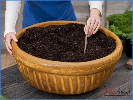 Cum să aibă grijă Spathiphyllum Cum să aibă grijă Spathiphyllum