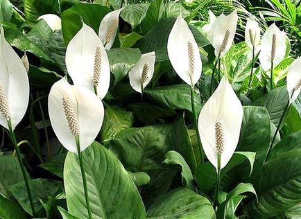 Cum să aibă grijă Spathiphyllum