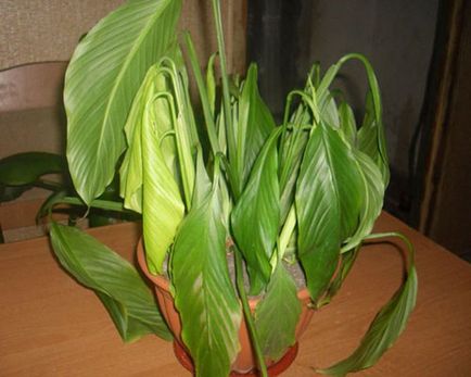 Cum să aibă grijă Spathiphyllum