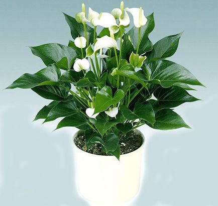 Cum să aibă grijă Spathiphyllum Cum să aibă grijă Spathiphyllum