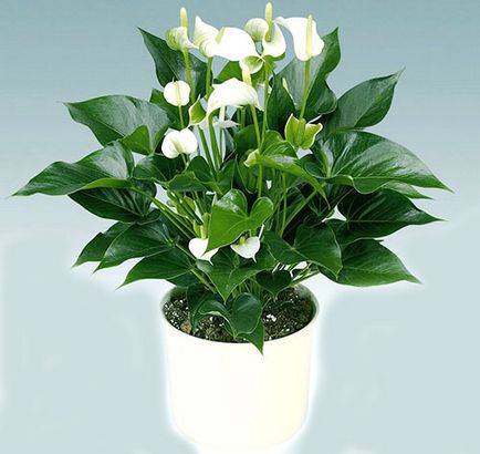 Cum să aibă grijă Spathiphyllum