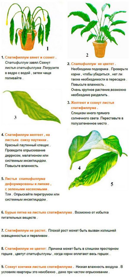 Cum să aibă grijă Spathiphyllum