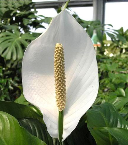 Cum să aibă grijă Spathiphyllum