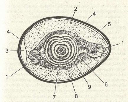 Ce este un cromozom biologie Ce este un cromozom biologie