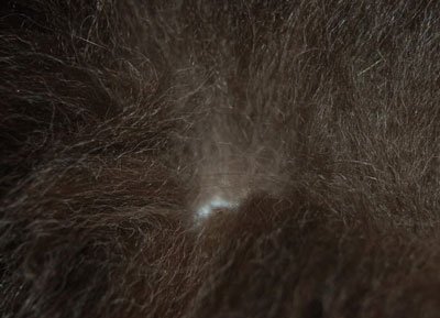 păr de pisică