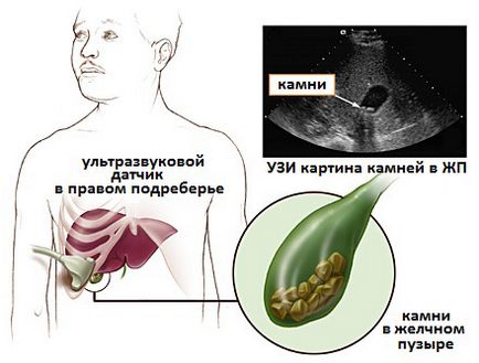 Uzi organele interne,