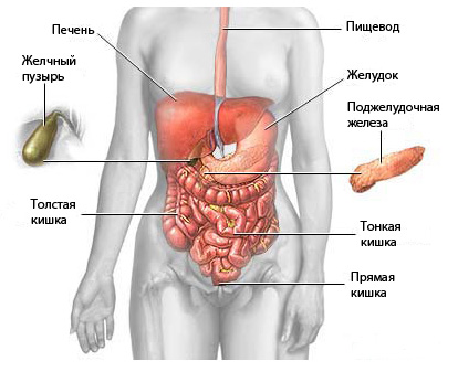 Uzi organele interne,