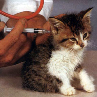 vaccinare cuprinzătoare pentru pisici