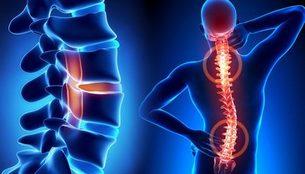 Vertebrology-l