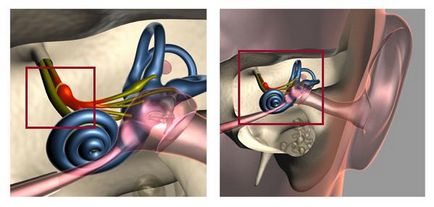 Cum de a dezvolta aparatul vestibular