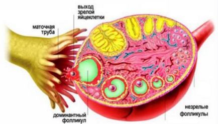 Ce este corpus luteum pe ultrasunete