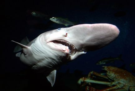 10 scariest rechin
