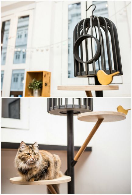 Top 13 articole de mobilier de design pentru pisici și stăpânii lor