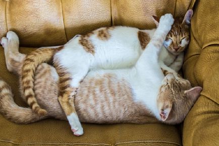 20 imagini Naimileyshih, care a descris iubitorii de pisici