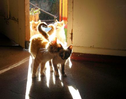 20 imagini Naimileyshih, care a descris iubitorii de pisici