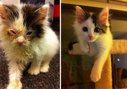 2 pisici Răscumpărate și istoria lor, înainte și după