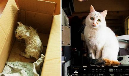 2 pisici Răscumpărate și istoria lor, înainte și după