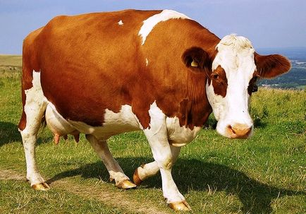 4 Metoda ca vacile determină sarcina