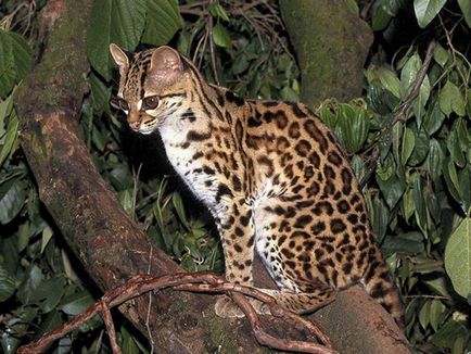 9 pisici sălbatice unice care trăiesc în America de Sud