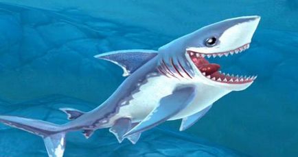 Isurus sau descriere rechin gri-albastru
