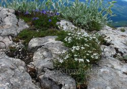 Alpine deal 50 de fotografii din cele mai frumoase alpin