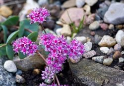 Alpine deal 50 de fotografii din cele mai frumoase alpin